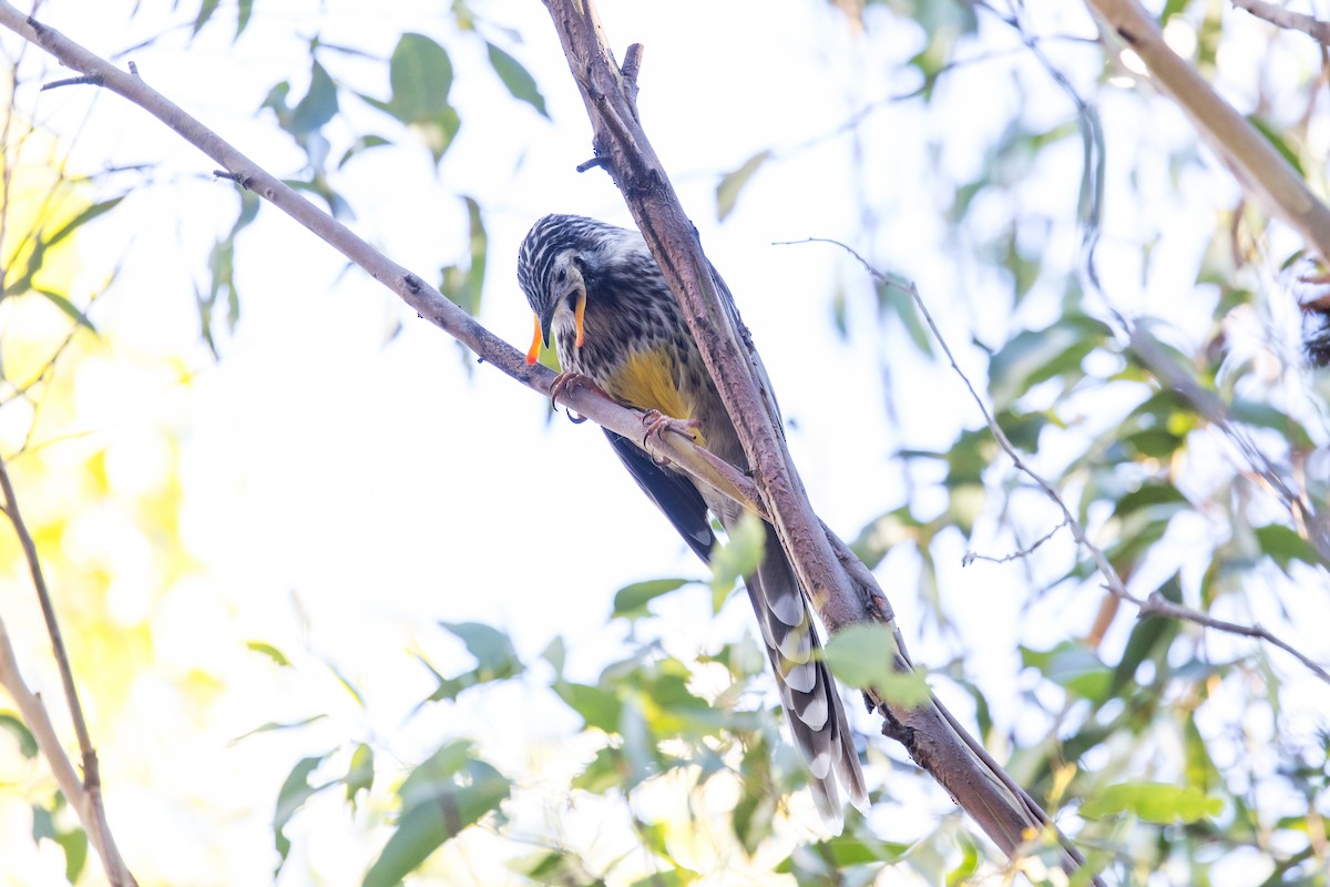 Yellow Wattlebird - ML637402525