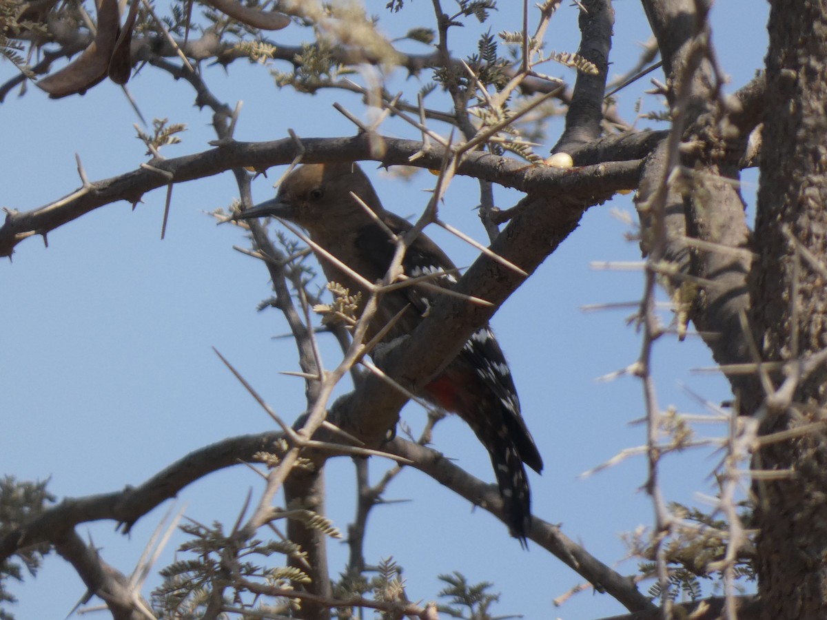 Arabian Woodpecker - ML637402531