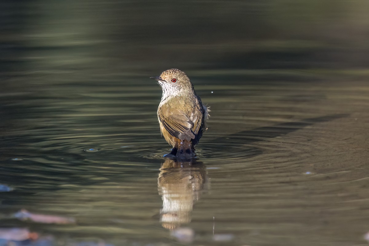 Brown Thornbill - ML637402532