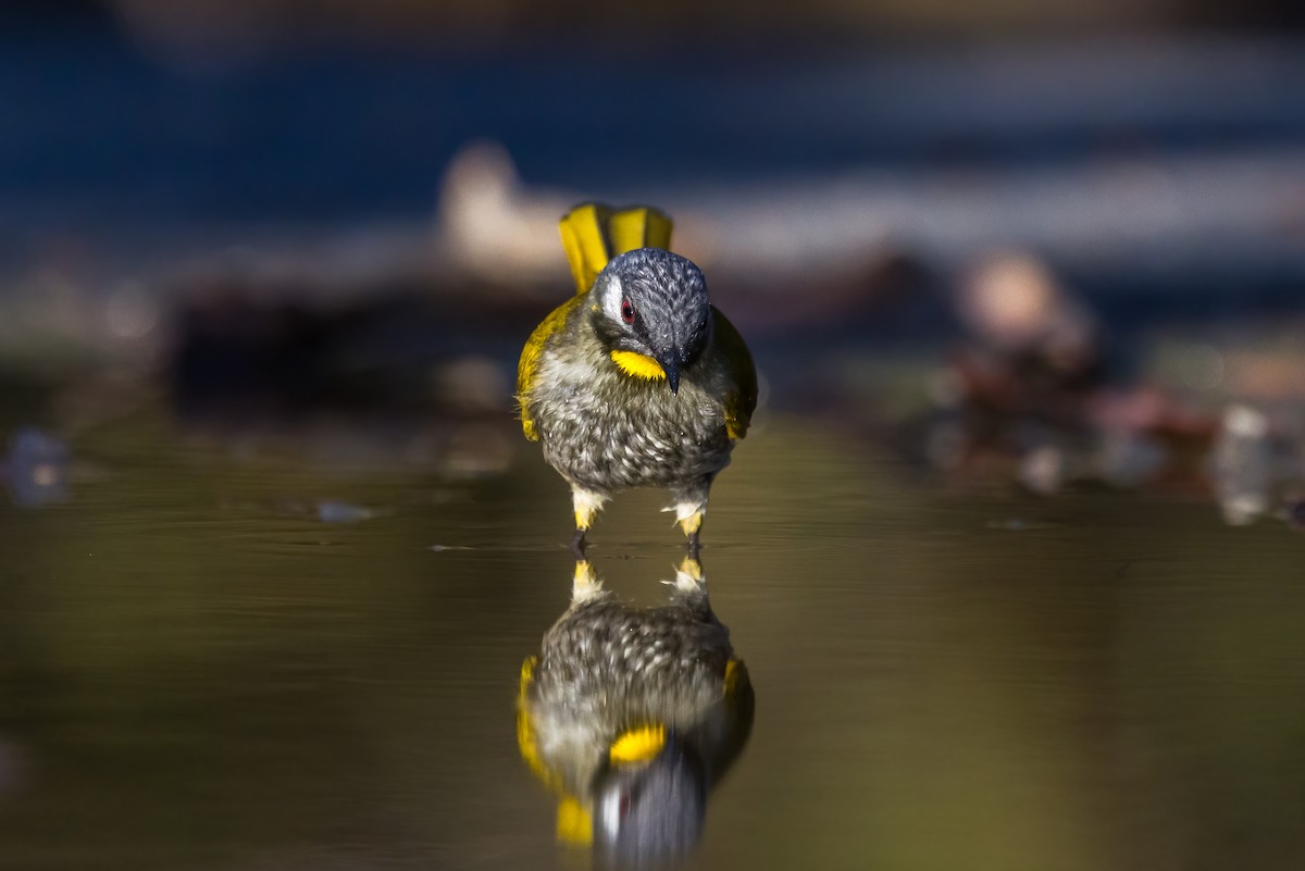 Yellow-throated Honeyeater - ML637402534