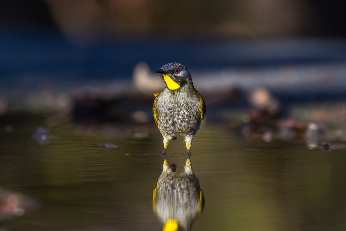 Yellow-throated Honeyeater - ML637402535