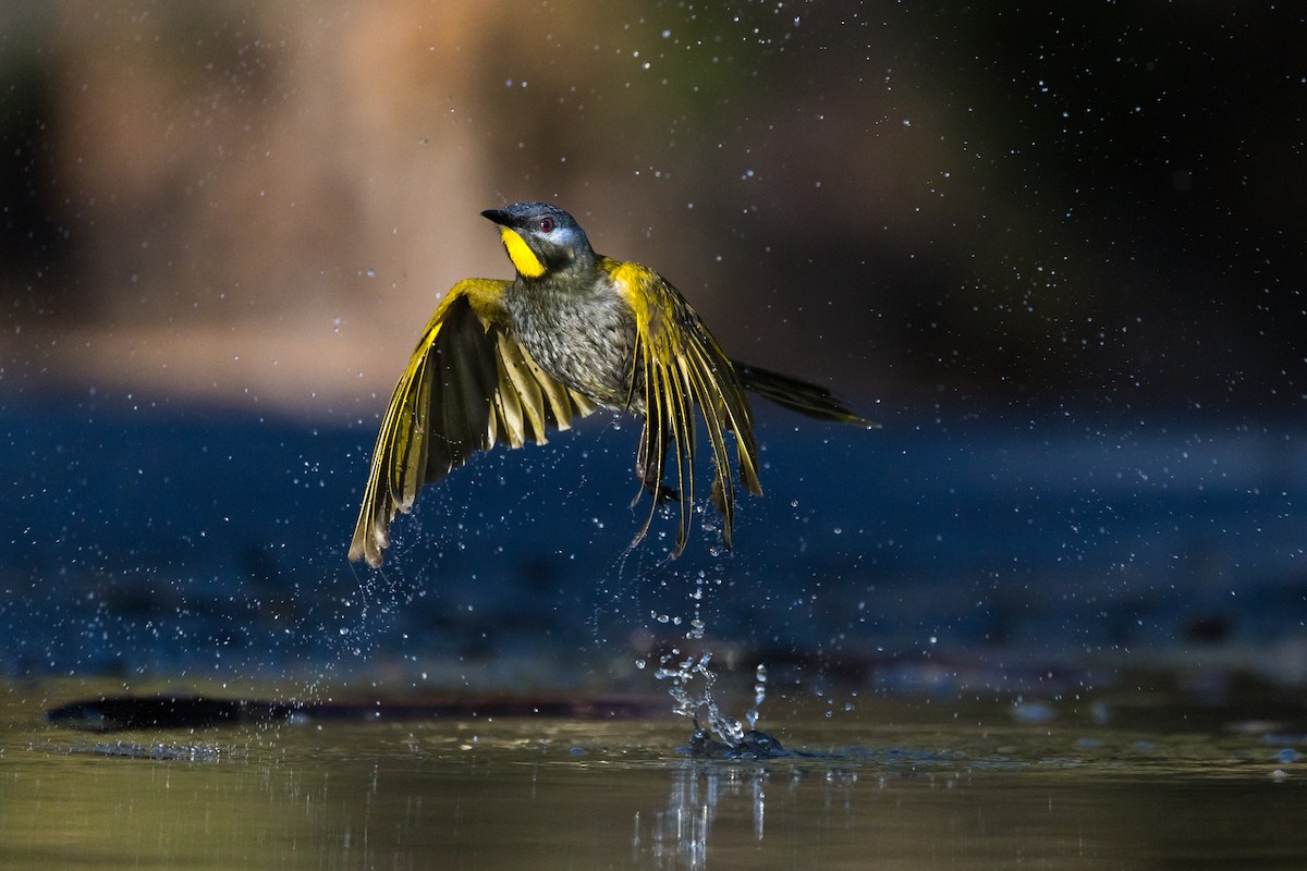 Yellow-throated Honeyeater - ML637402536