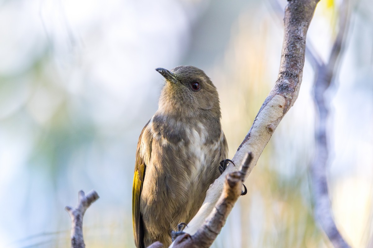 Crescent Honeyeater - ML637402538