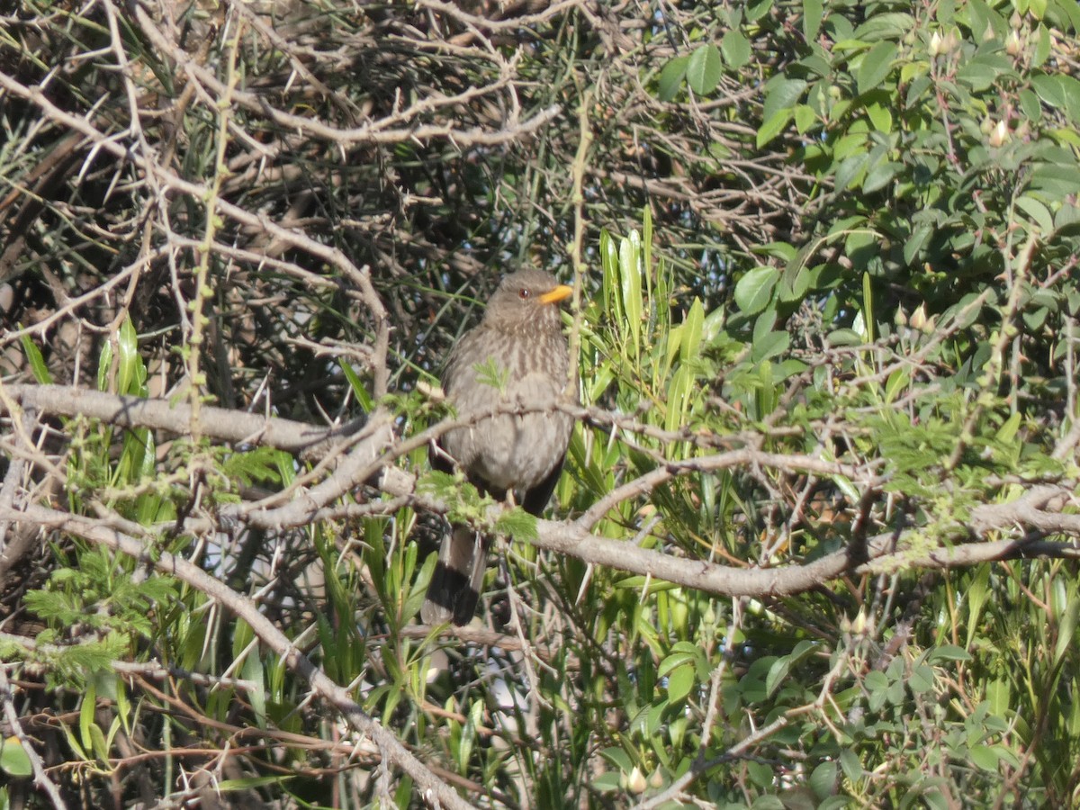 Yemen Thrush - ML637402546