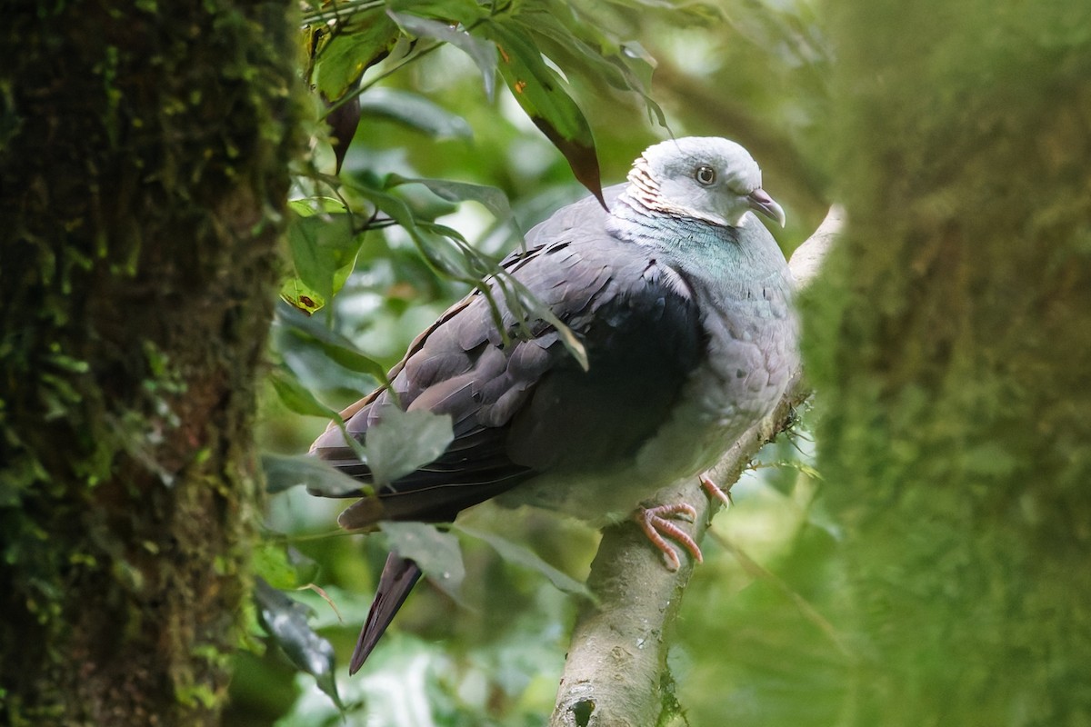 Ashy Wood-Pigeon - ML637402567