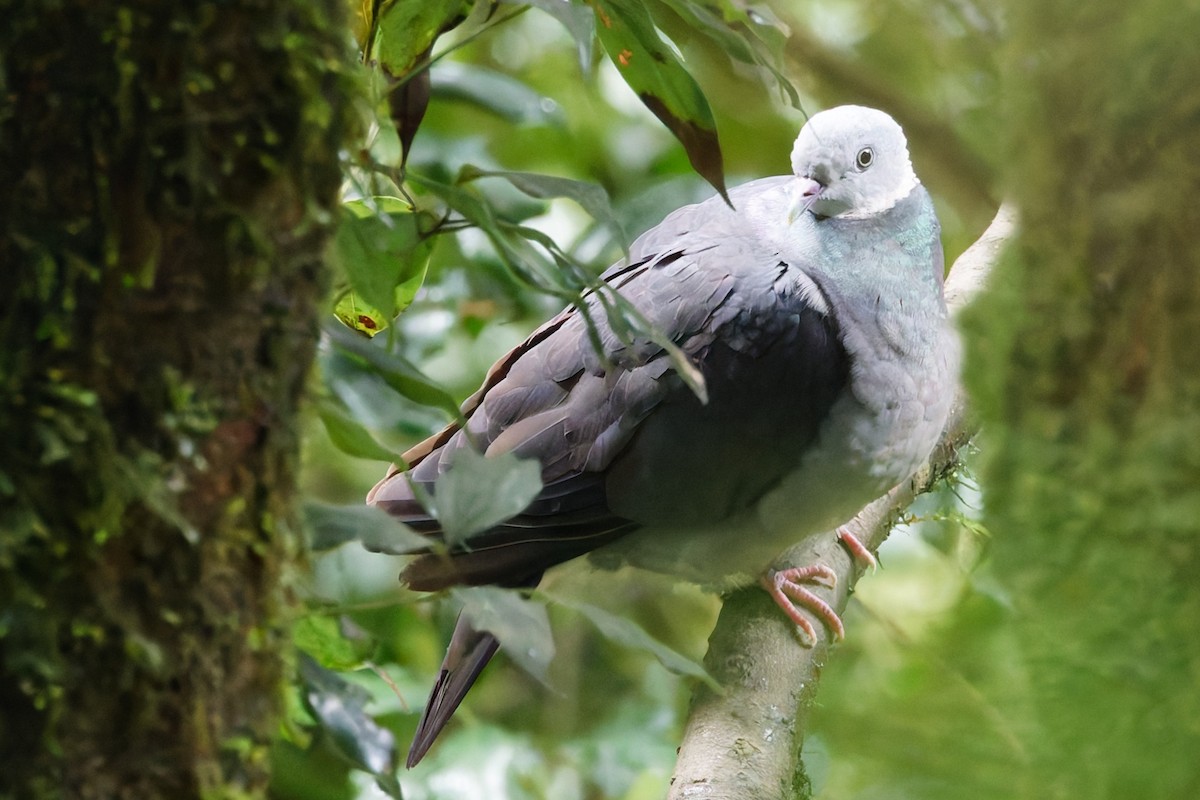 Ashy Wood-Pigeon - ML637402568