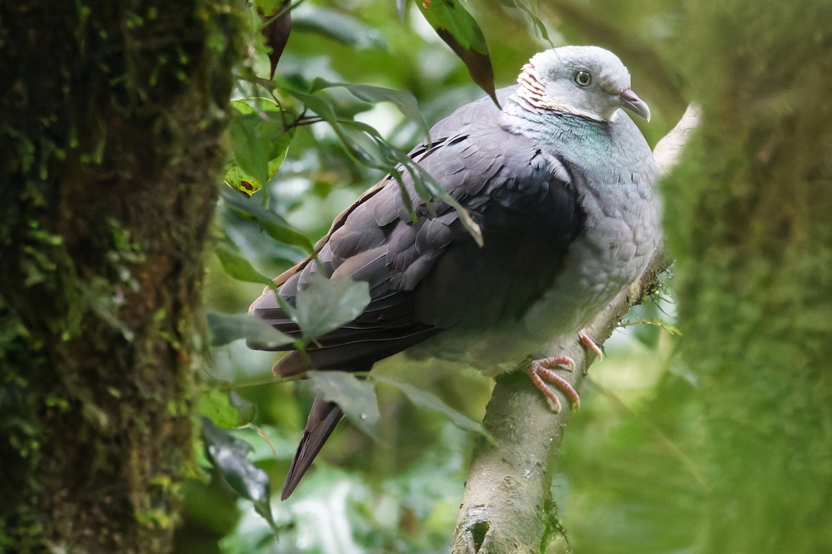 Ashy Wood-Pigeon - ML637402581