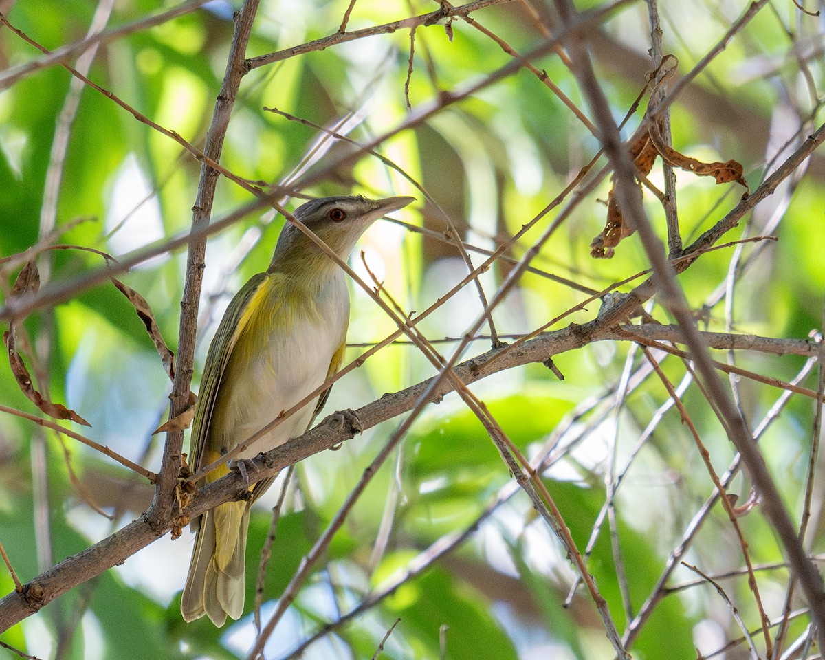 Yellow-green Vireo - ML637402638