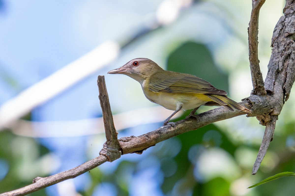 Yellow-green Vireo - ML637402639