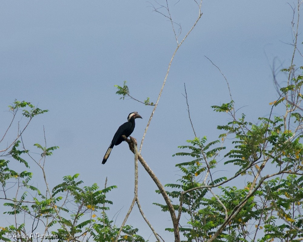 Black Hornbill - ML637402661