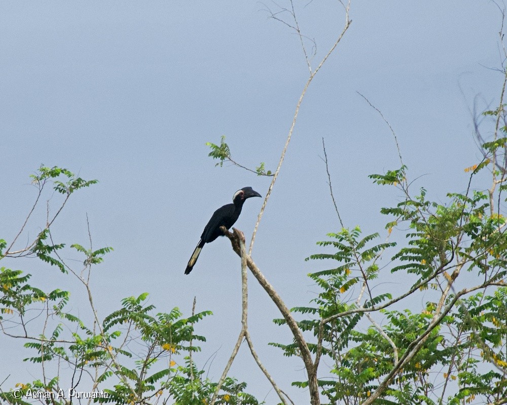 Black Hornbill - ML637402662