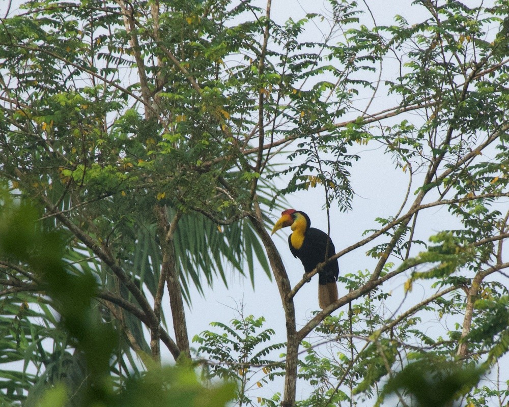 Wrinkled Hornbill - ML637402663