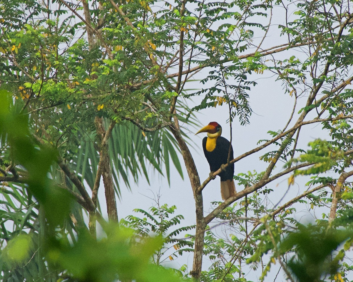 Wrinkled Hornbill - ML637402664
