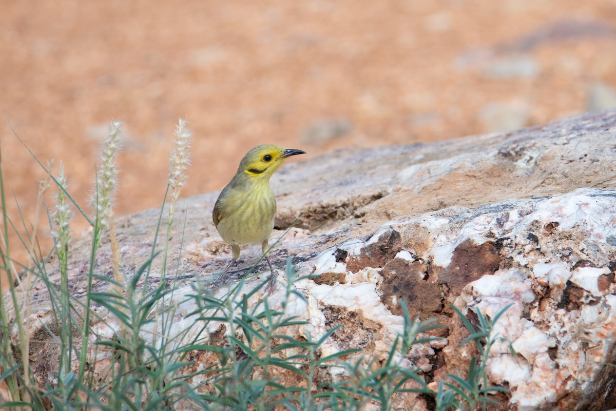 Yellow-tinted Honeyeater - ML637402691