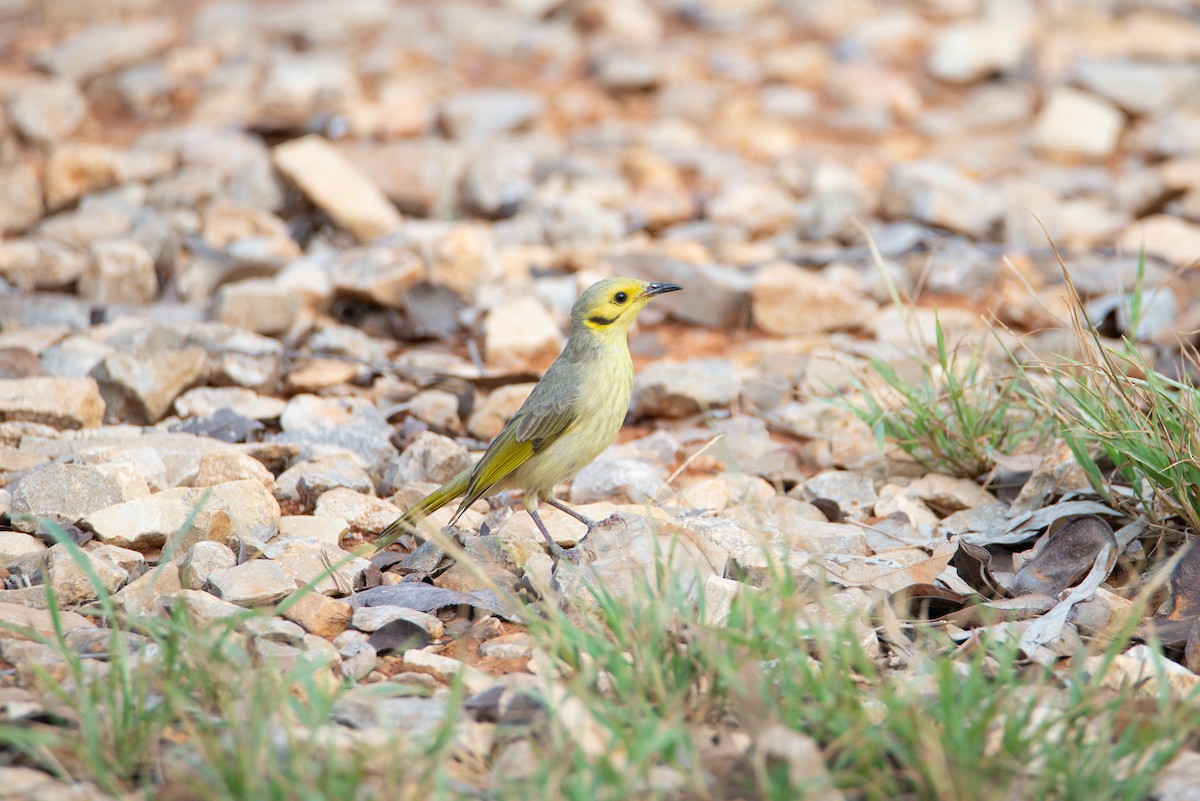 Yellow-tinted Honeyeater - ML637402692