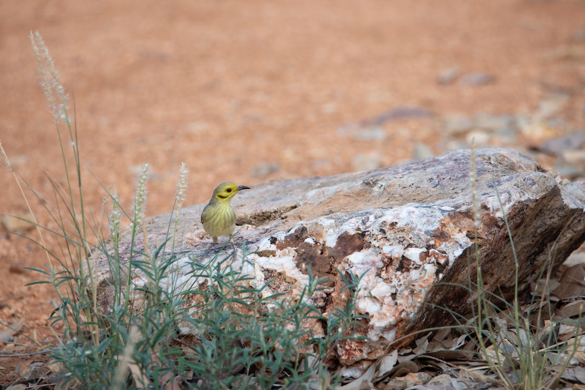 Yellow-tinted Honeyeater - ML637402693