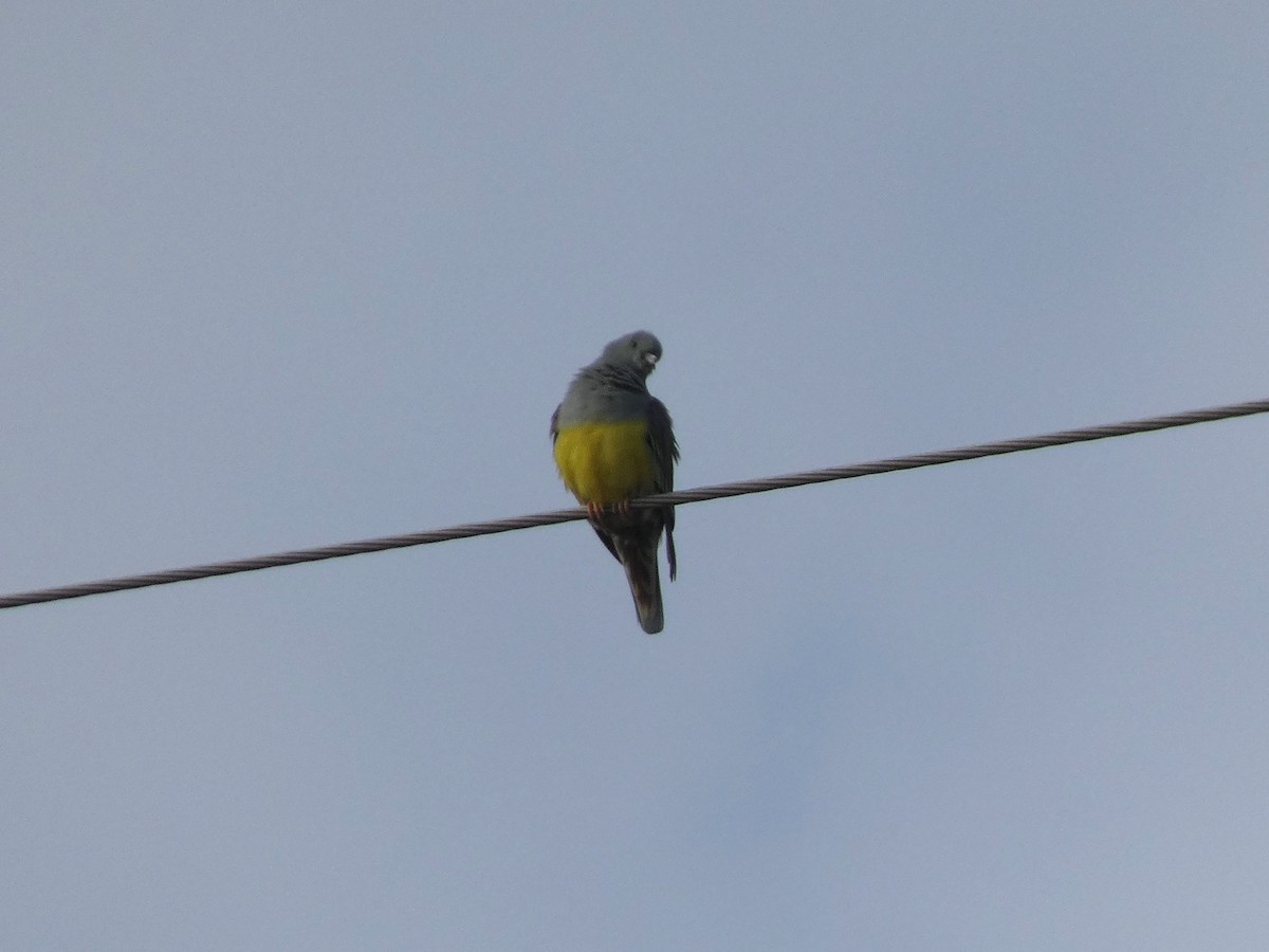 Bruce's Green-Pigeon - ML637402758