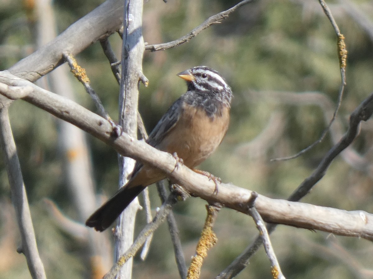 Cinnamon-breasted Bunting - ML637402762