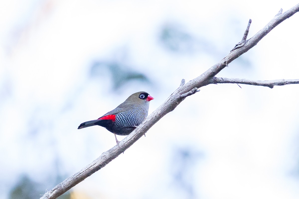 Beautiful Firetail - ML637402769
