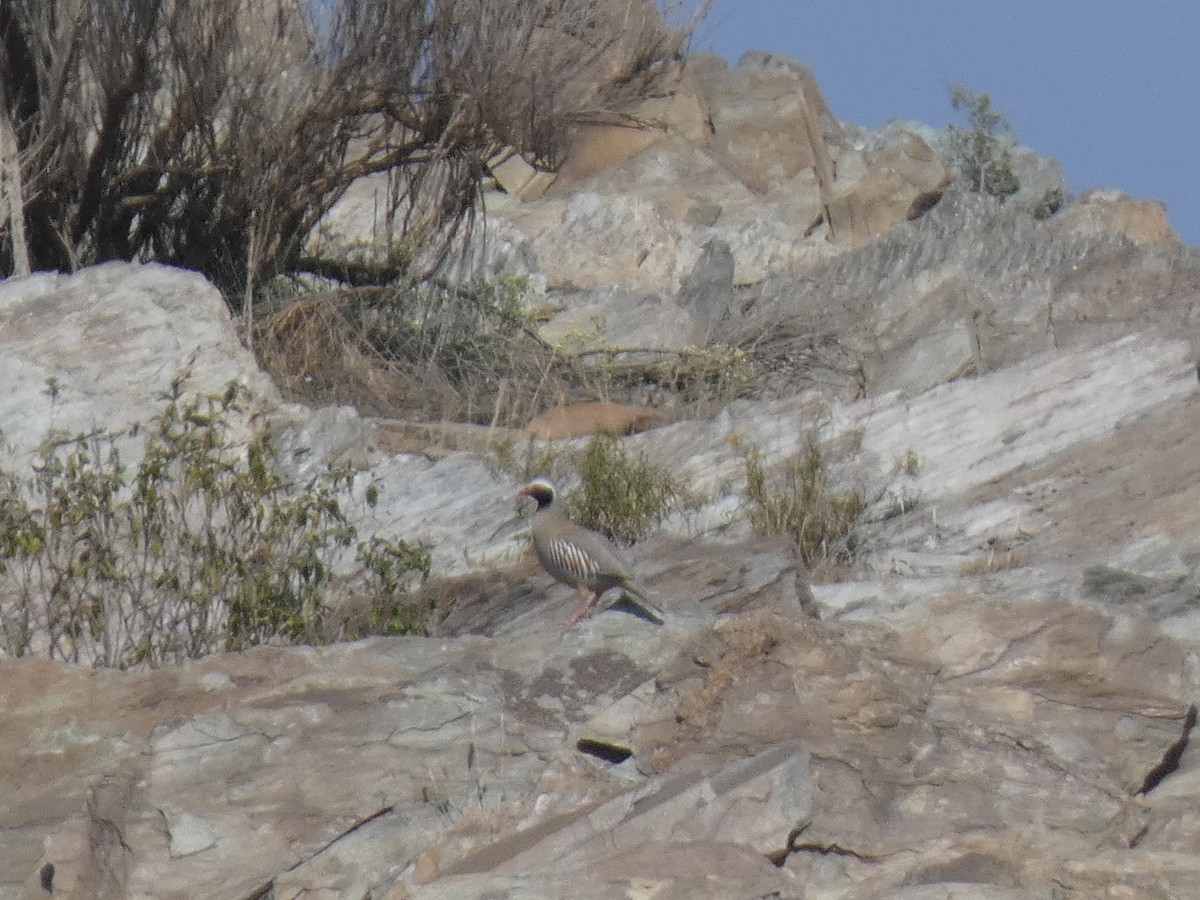 Philby's Partridge - ML637402796