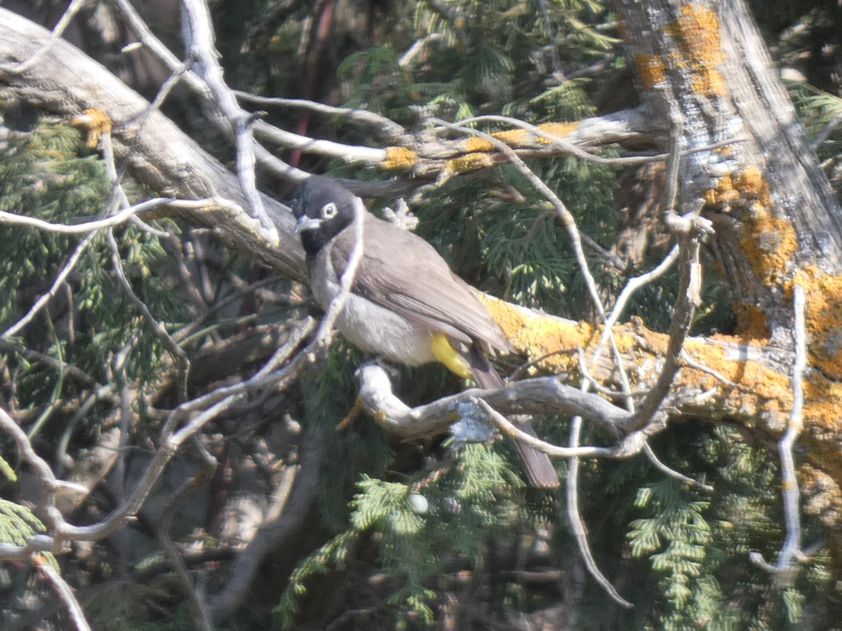 bulbul arabský - ML637402800