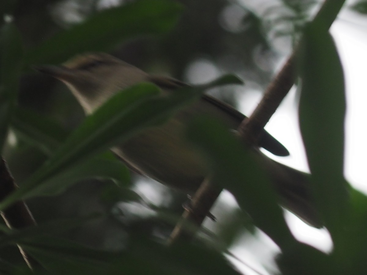 Yucatan Vireo - ML637402801