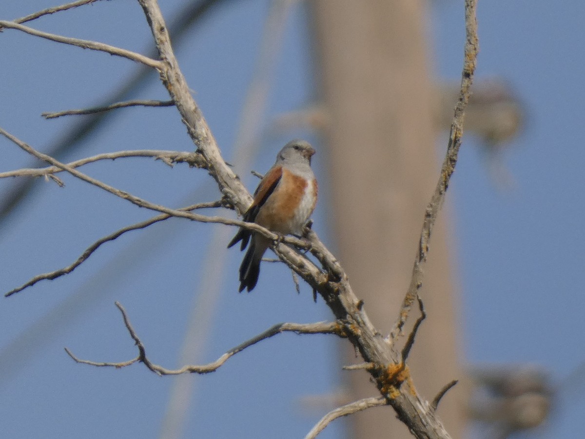 Yemen Linnet - ML637402803