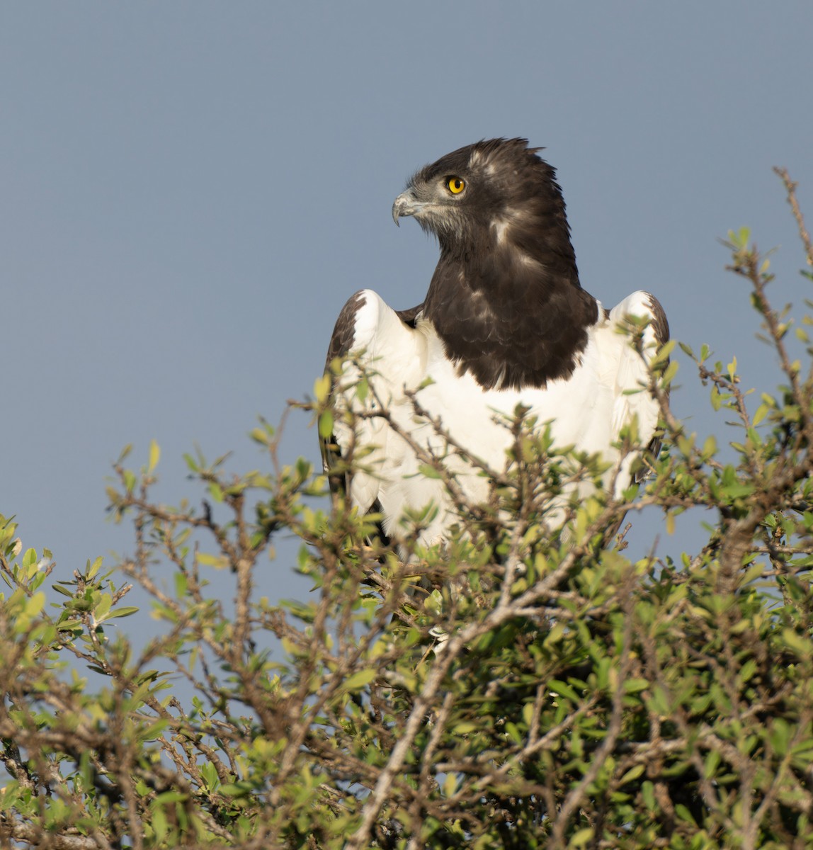 Black-chested Snake-Eagle - ML637402852
