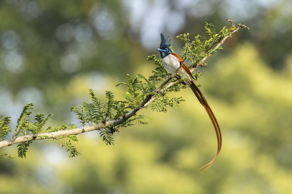 Indian Paradise-Flycatcher - ML637402861