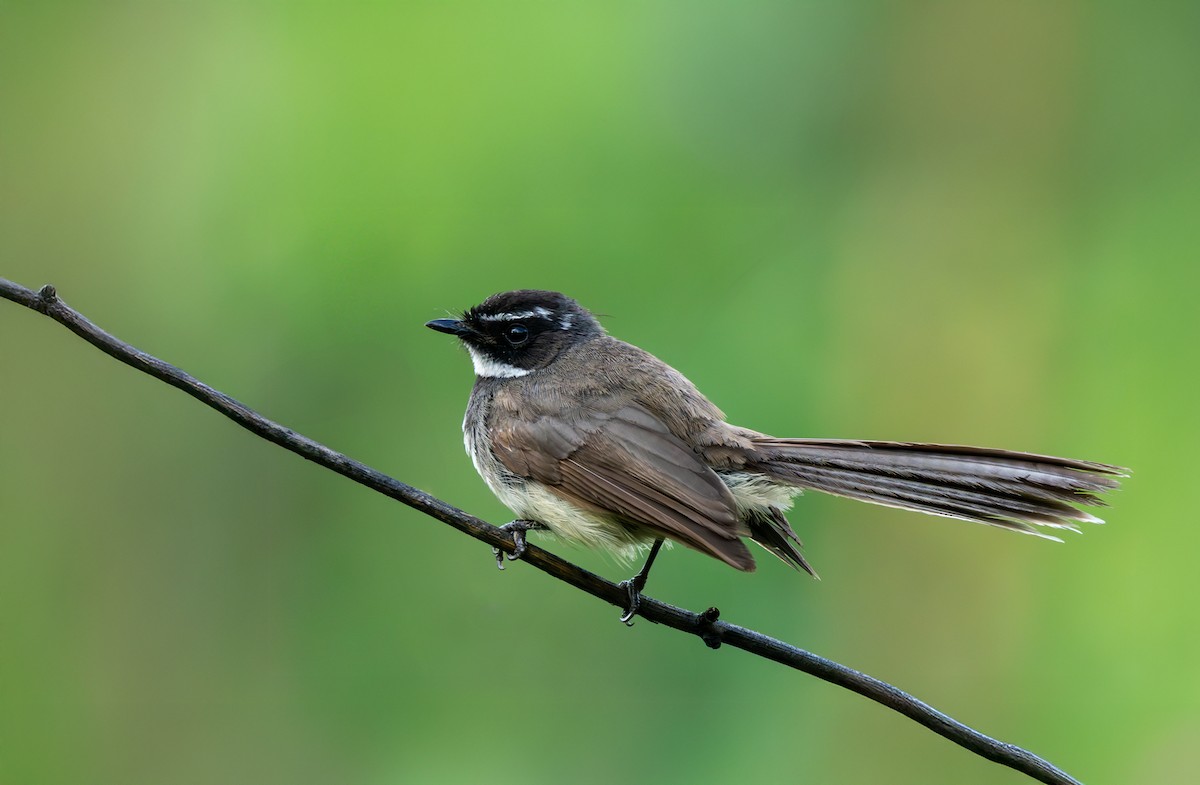 Spot-breasted Fantail - ML637402863