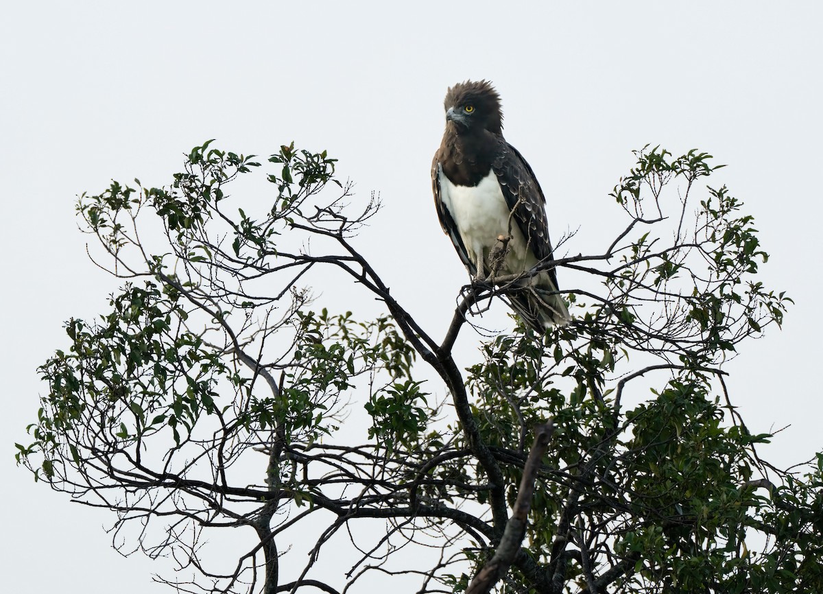 Black-chested Snake-Eagle - ML637402881