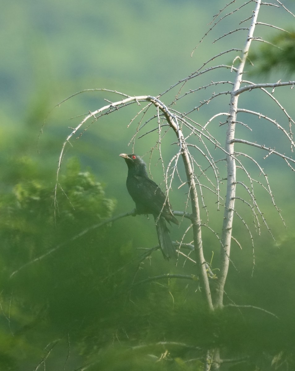 Asian Koel - ML637402927
