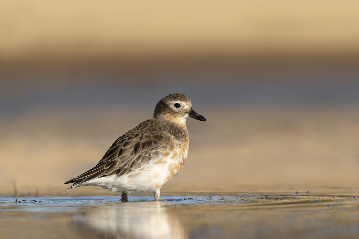 Red-breasted Dotterel (Southern) - ML637403043