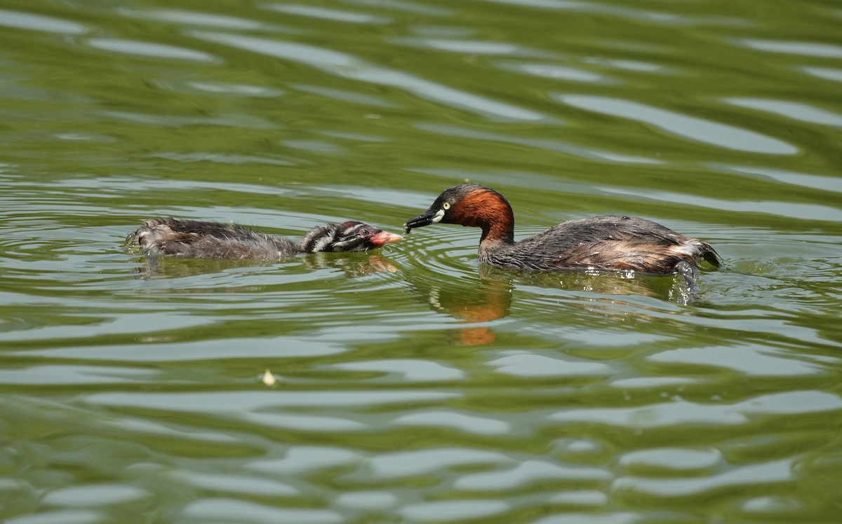 Little Grebe - ML637403054