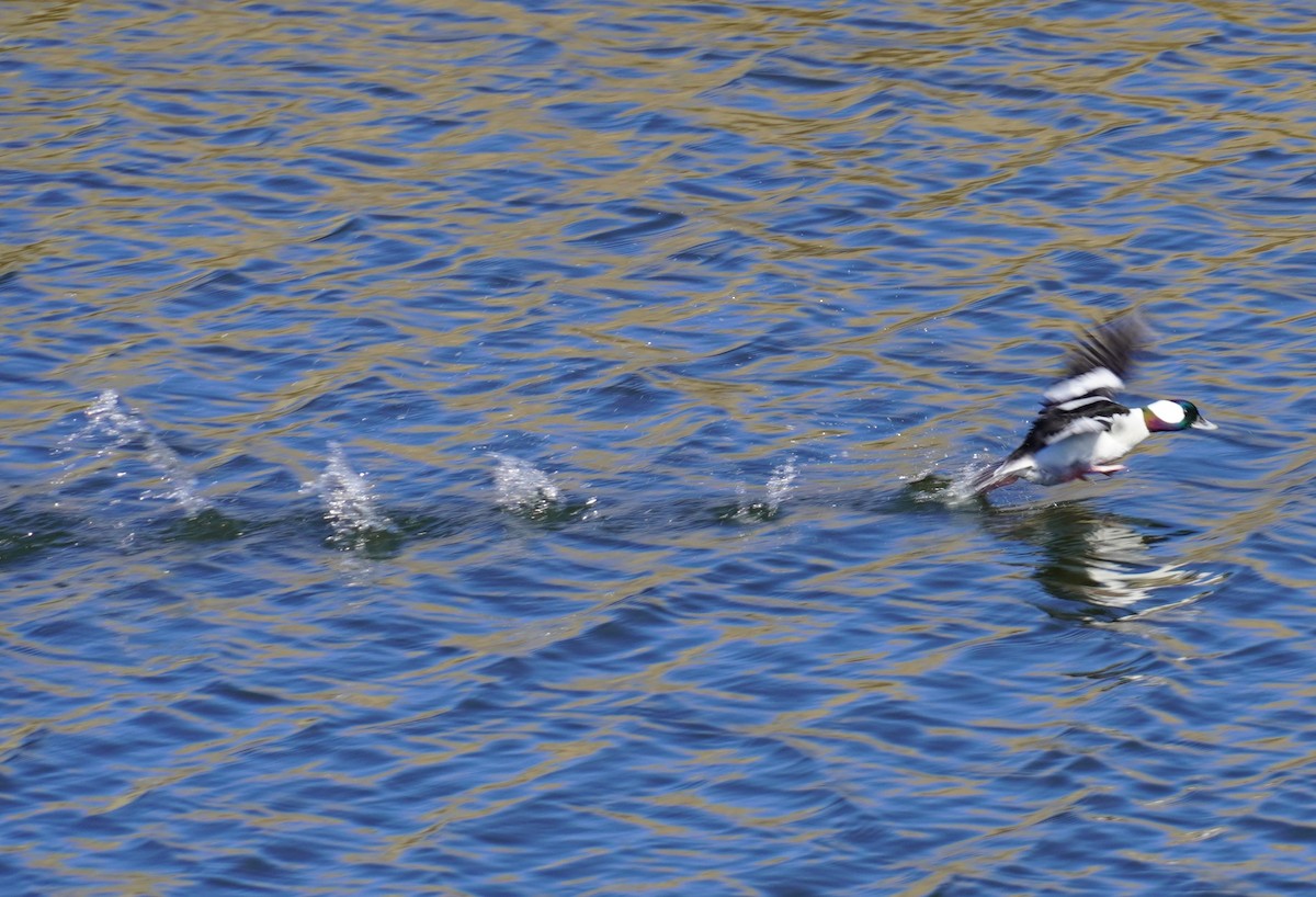 Bufflehead - ML637403062