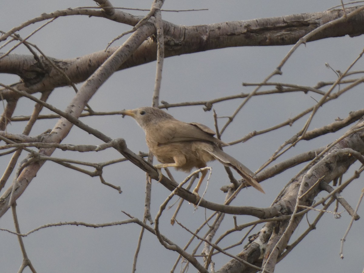 Arabian Babbler - ML637403071