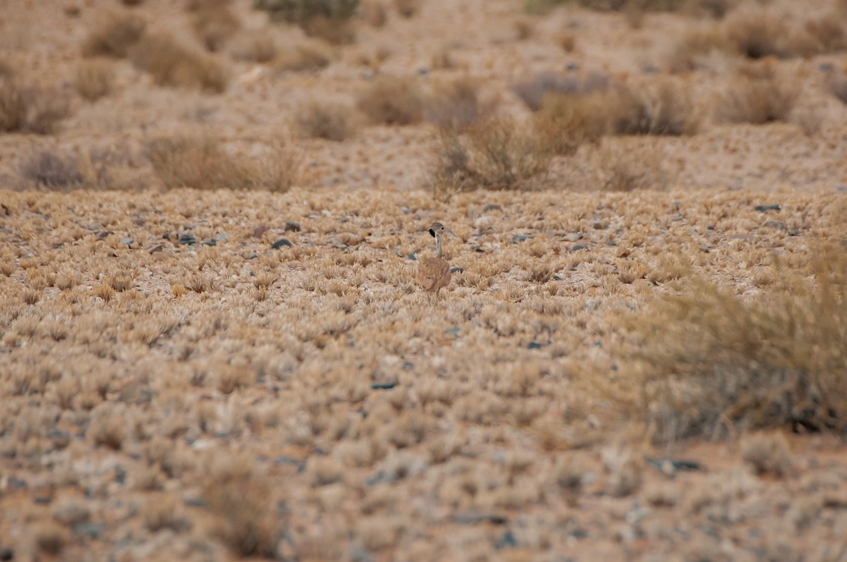 Rüppell's Bustard - ML637403086