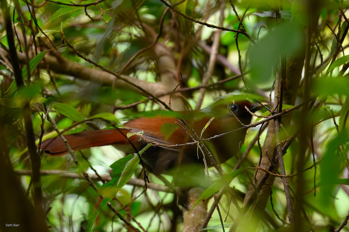 Rusty Laughingthrush - ML637403098
