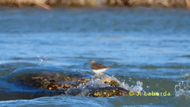 Green Sandpiper - ML637403100