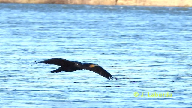 Great Cormorant - ML637403117