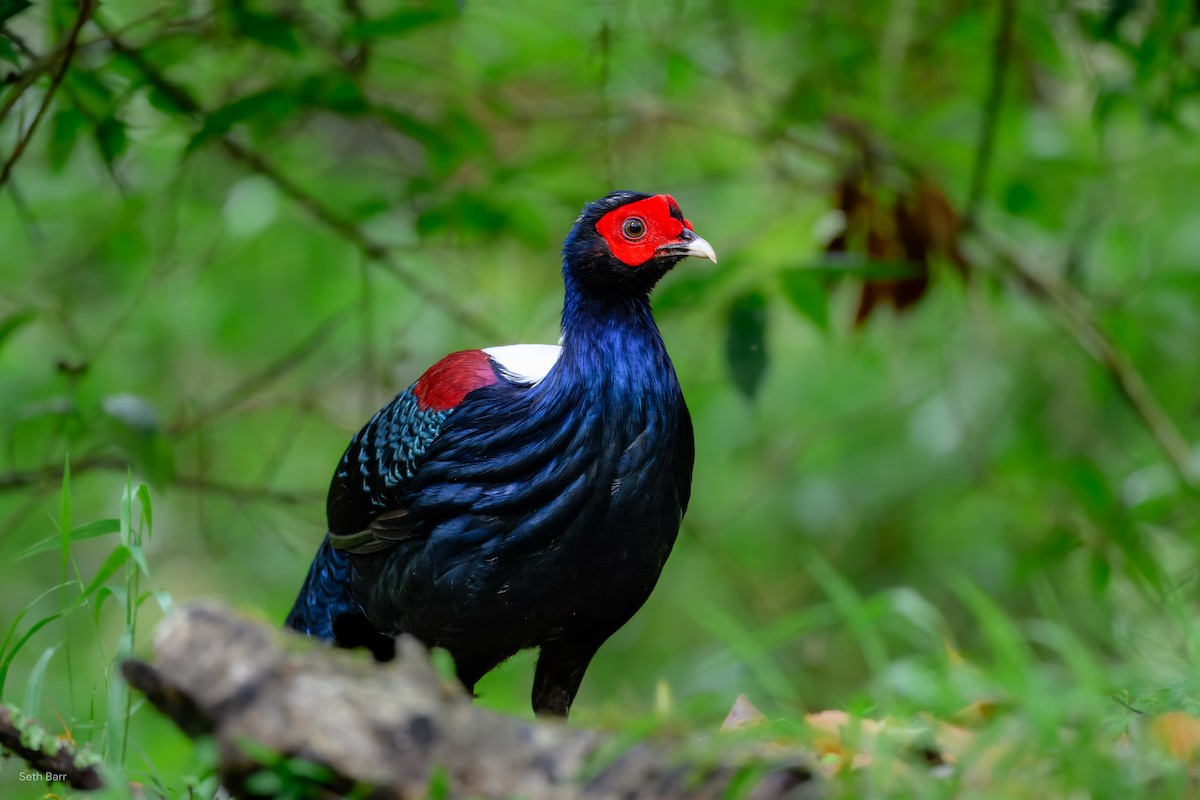 Swinhoe's Pheasant - ML637403138