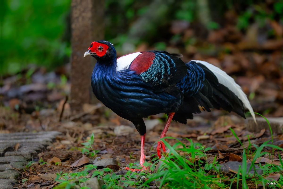 Swinhoe's Pheasant - ML637403140