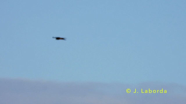 Red Kite - ML637403145