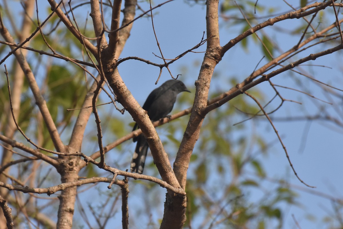 Black-winged Cuckooshrike - ML637403150