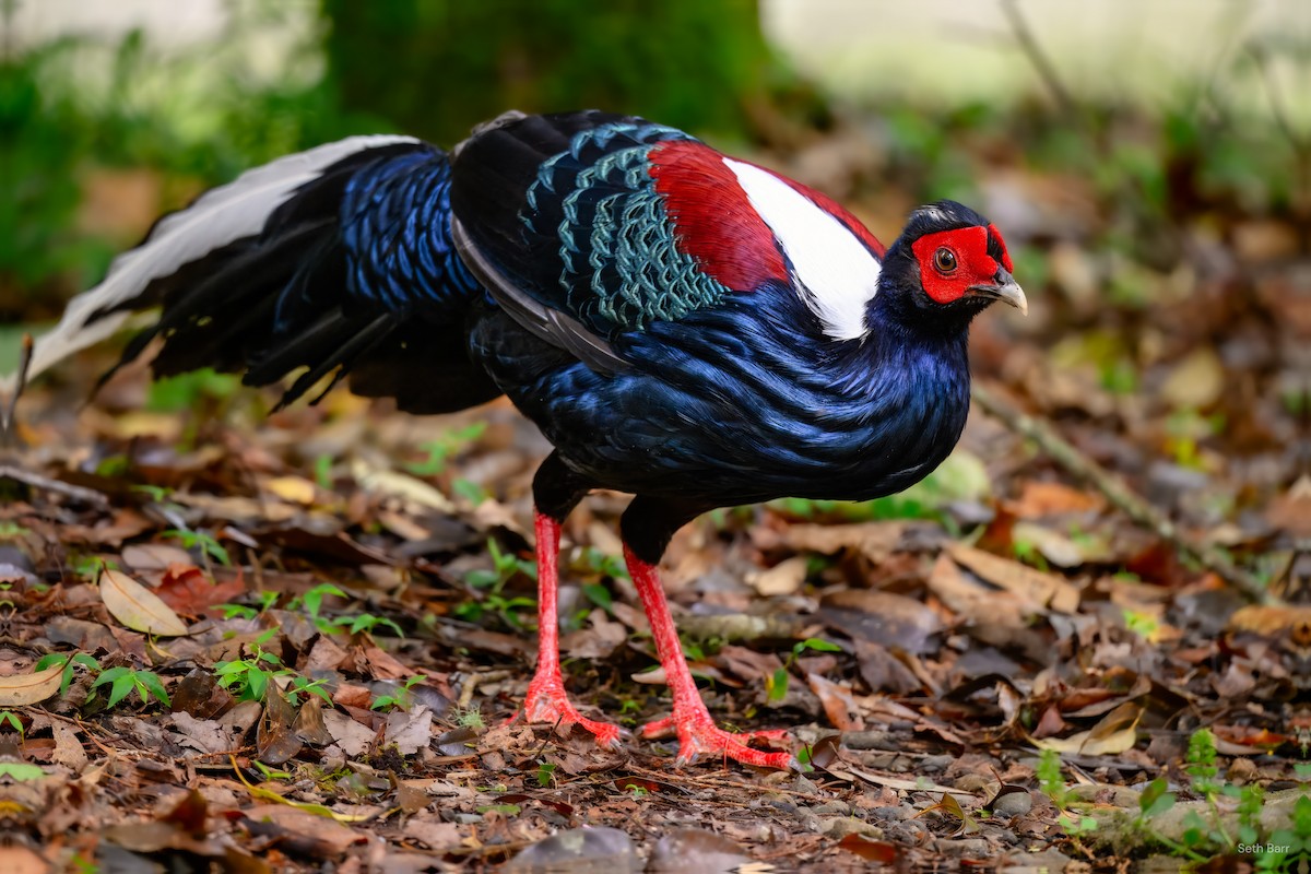 Swinhoe's Pheasant - ML637403151