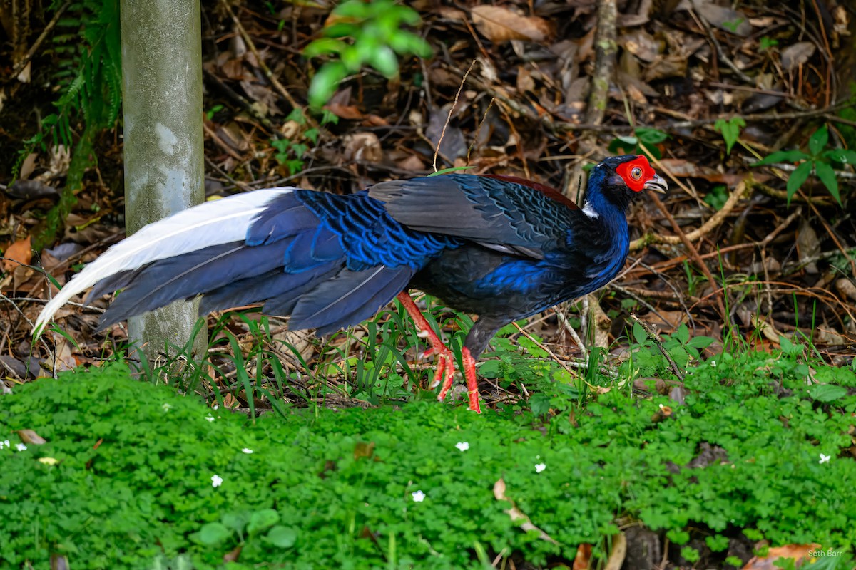 Swinhoe's Pheasant - ML637403152
