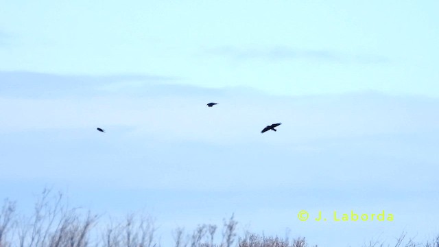 Common Raven - ML637403153