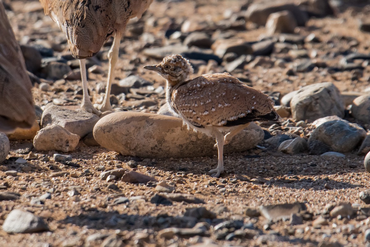 Rüppell's Bustard - ML637403157