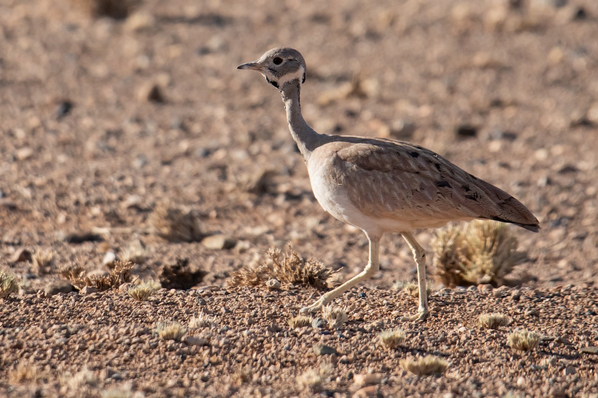 Rüppell's Bustard - ML637403158