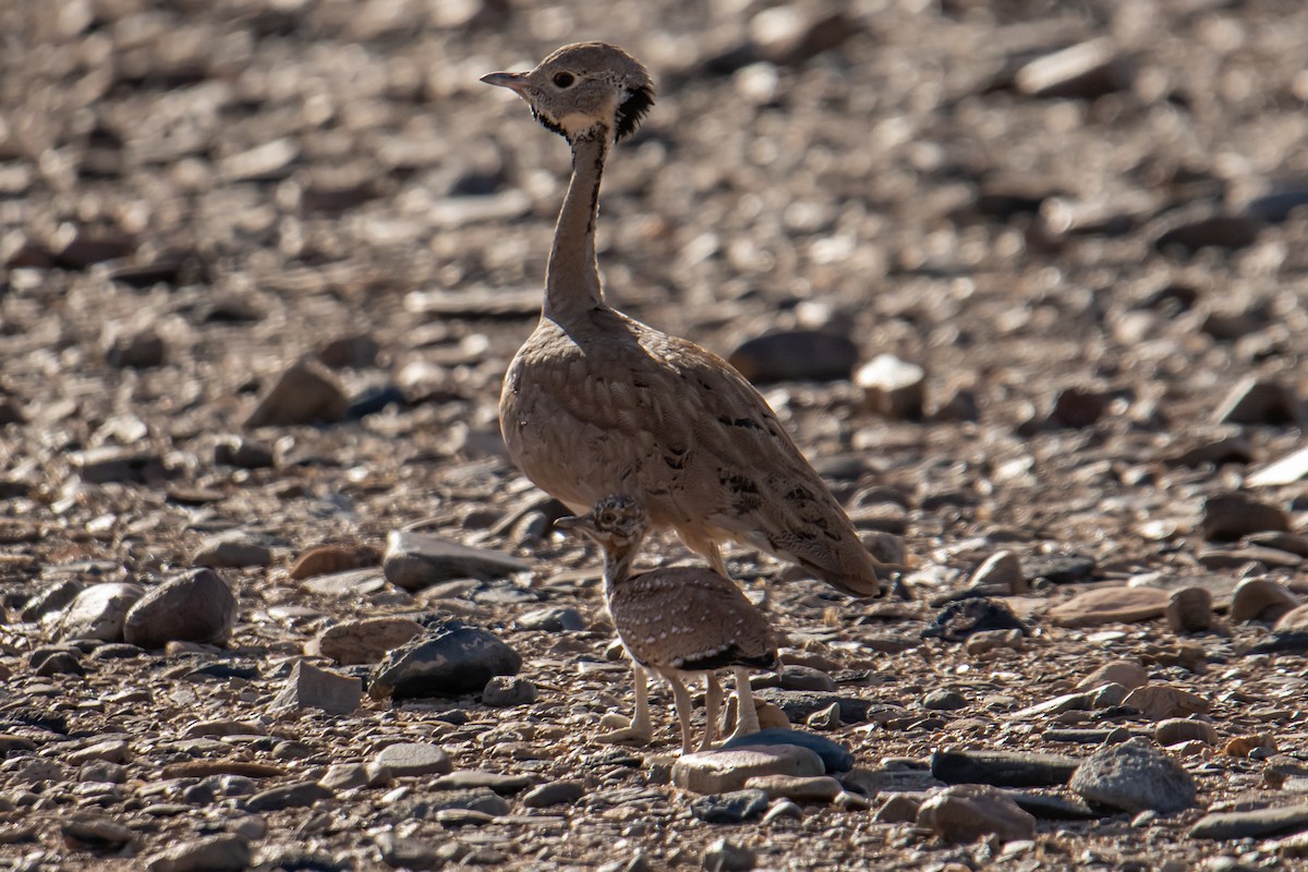 Rüppell's Bustard - ML637403159